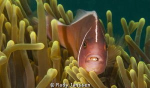 clown fish with parasite by Rudy Janssen 